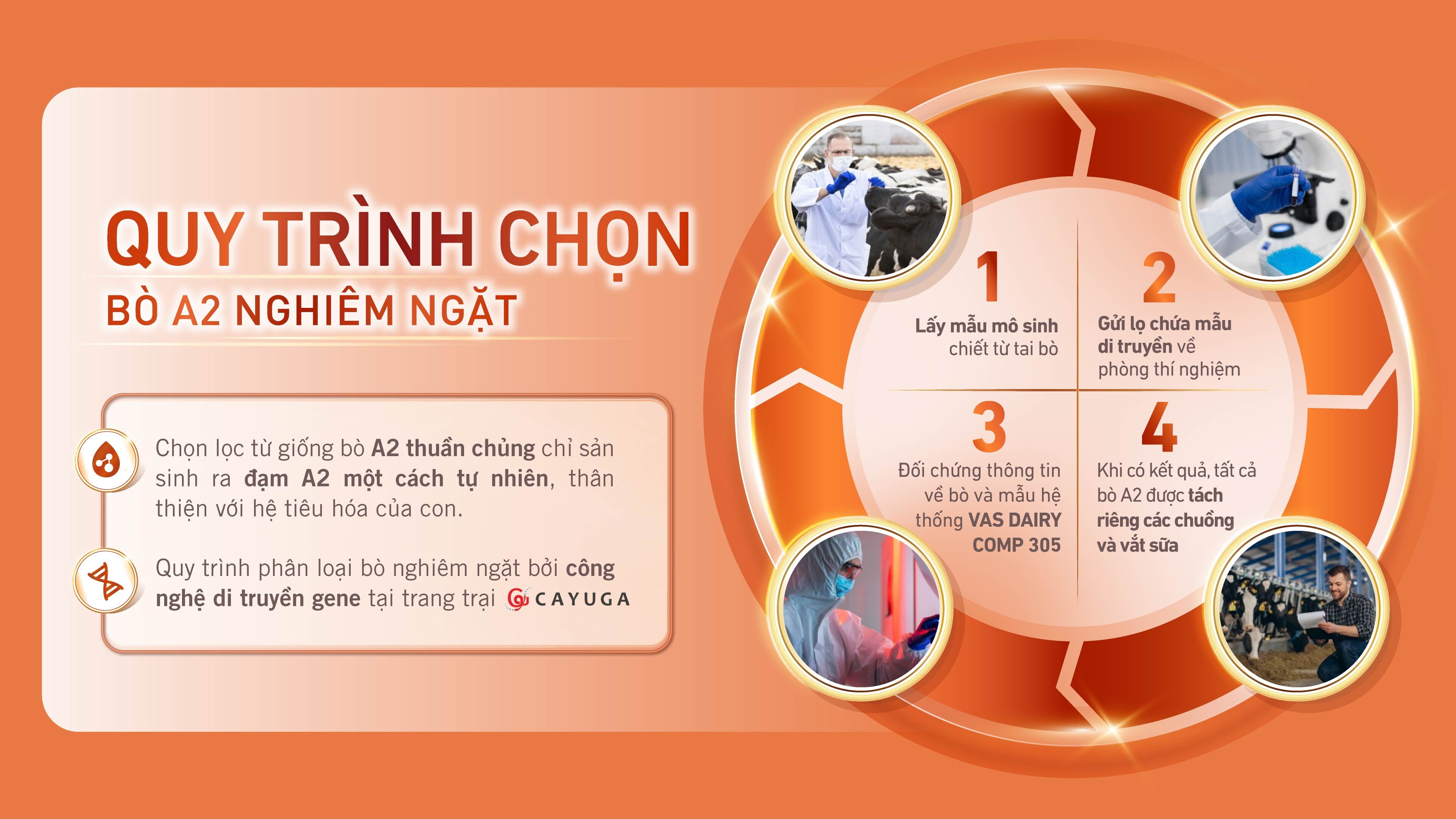 Độ quý hiếm của đạm A2 thể hiện qua quá trình kiểm tra, chọn lọc