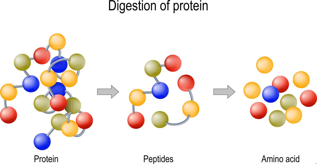 Đạm thủy phân là đạm được phân cắt thành phân tử peptide ngắn